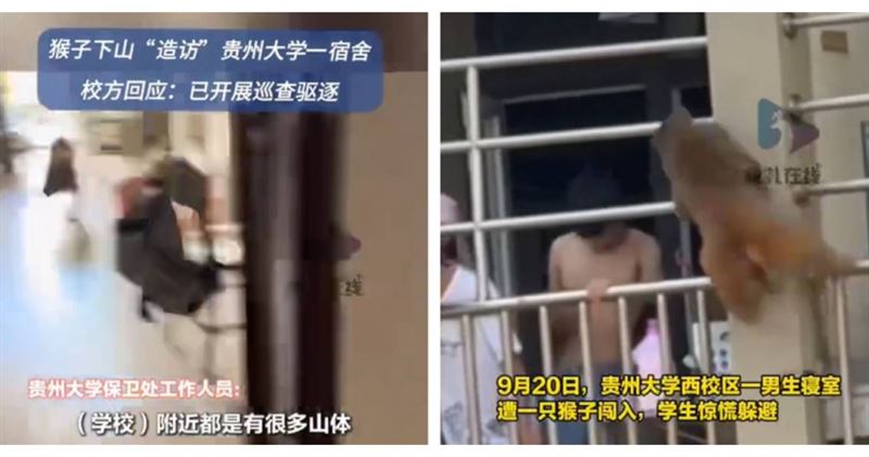 貴州大學西校區男生宿舍驚傳猴子闖入，校方表示已加強巡查並提醒學生關好門窗。 （圖／翻攝自微博 ）