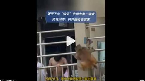 猴闖宿舍狂嗑麵包奶茶！師生傻眼：像牠家