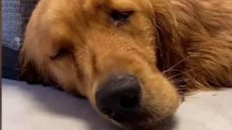 關烘箱不給水…愛犬送寵物美容店慘被弄死