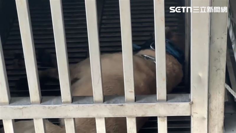 基隆許姓男郵差被咬斷右手無名指，動保所人員將狗帶回收容。（圖／翻攝畫面）