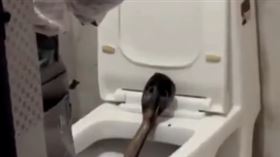 上廁所馬桶鑽出毒蛇！牠挺立瞪人「全場嚇到不敢動」（圖／翻攝自X）