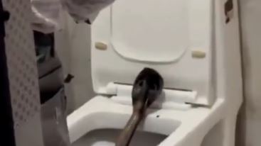 上廁所馬桶鑽毒蛇！牠挺立瞪人全場不敢動