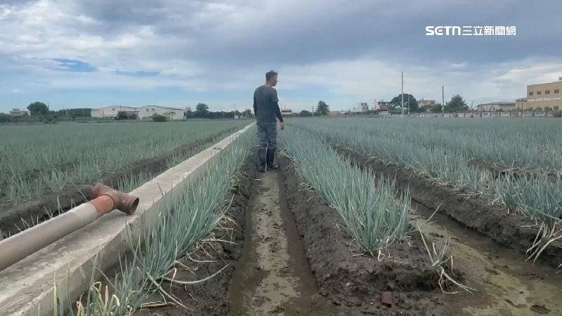 大雨打壞蔥苗耕種節奏