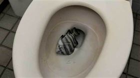 日本釣魚熱門景點的公廁裡發現，有人把「石鯛」丟在馬桶裡。（圖／翻攝畫面）