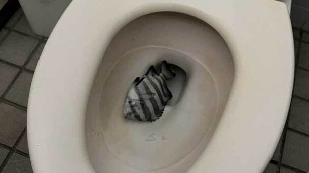 公廁驚見「石鯛被丟馬桶」　釣客怒：惡劣