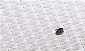 新聞幕後／牛市歡呼聲中暗藏殺機？這日期的黑天鵝將至　你不能忽視（示意圖／翻攝自pixabay） 