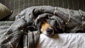 富邦產險「寵愛寶貝」寵物保險升級登場，醫療保障最高10.6萬元，涵蓋住院、手術、侵權責任及協尋廣告等全方位守護，更攜手寵物品牌推游泳、SPA、購物金等專屬優惠，助飼主降低醫療負擔，讓毛孩健康安心。（示意圖／PIXABAY）