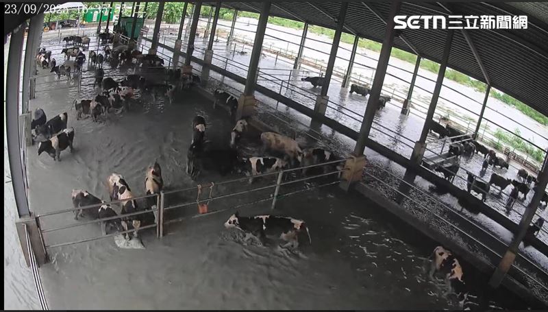 整個牧場裡裡外外全是泥濘，牧場主人苦不堪言。（圖／翻攝畫面）