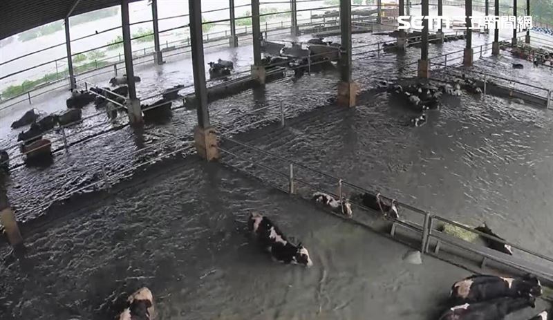 監視器畫面顯示，大批乳牛在水中掙扎，許多牛隻疑似受到驚嚇亂竄，部分牛隻甚至被急流沖出牧場，最後隨水勢流入太平洋。（圖／翻攝畫面）
