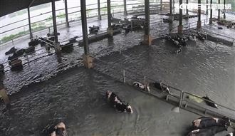 花蓮洪水吞沒牧場　上百乳牛被沖入太平洋