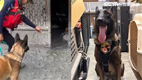 藍波,歐瑟,萬斯,咪娜,花蓮,台南,光復鄉,高雄市,搜救犬,特搜,犬隻,Dota,堰塞湖,溢流圖片描述。（圖／翻攝畫面）