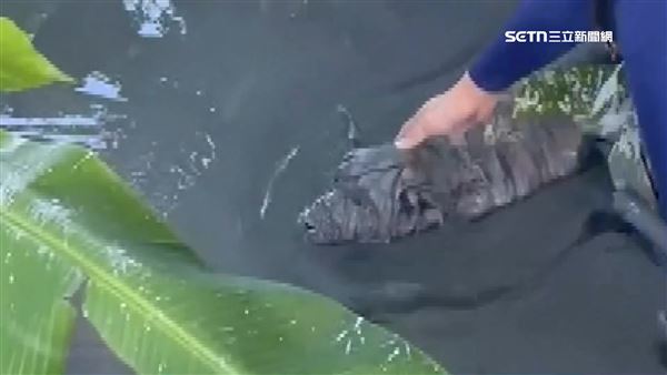 狗狗被困在泥沼中