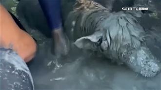 高雄唯一！搜救隊隨行獸醫師「已救4犬」