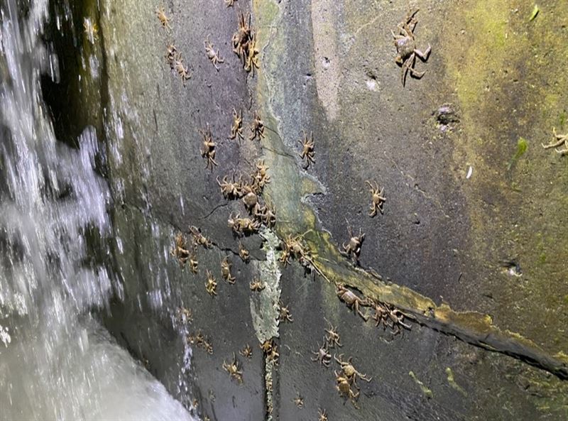 24日新北水利局發現，大量毛蟹在湍急的水流中，沿著碧潭堰堰體垂直攀爬，相當壯觀。（圖／新北市水利局）