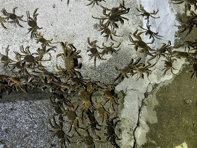 密密麻麻的「毛蟹大軍」溯溪而上，擠爆碧潭堰魚道。（圖／新北市水利局）