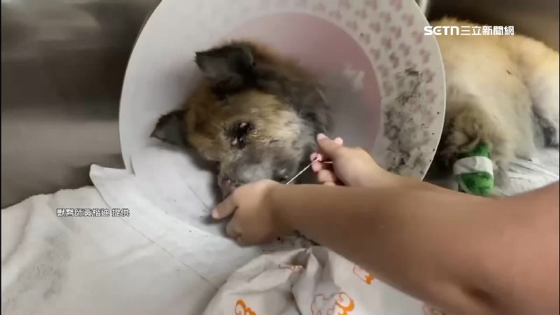 受困許久的狗狗非常虛弱
