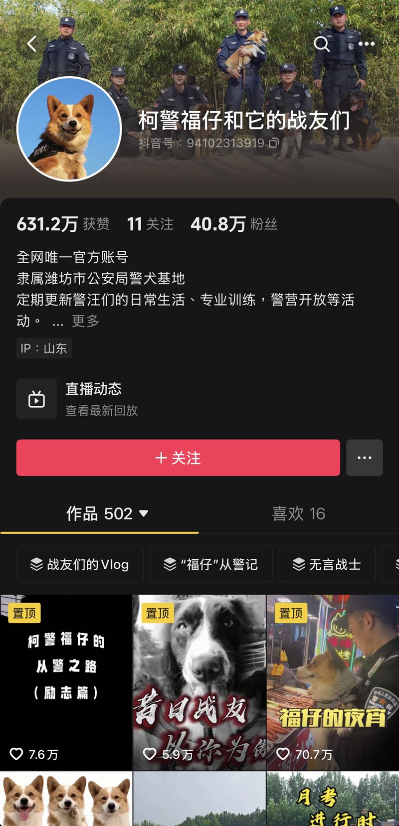 濰坊警方在抖音平台分享福仔與其他警犬的工作與訓練日常。（圖／翻攝自抖音 @柯警福仔和他的戰友們）