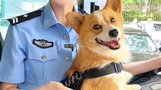 短腿愛吃竟是優勢　柯基警犬擅長探爆裂物