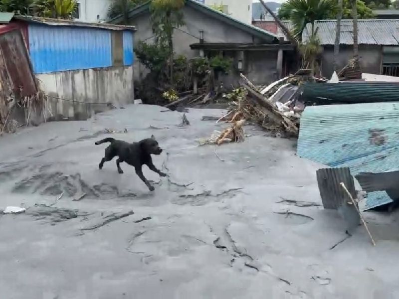 花蓮馬太鞍溪堰塞湖溢流釀災，高雄市政府消防局特種搜救隊派出5隻搜救犬投入救災，其中，搜救犬咪娜26日在一處房舍周邊執行搜救時，不慎陷入泥濘中，經領犬員呼喊，咪娜奮力爬起脫困，待返回基地後，經獸醫立即檢查，咪娜狀況一切正常。（高雄市政府消防局提供）