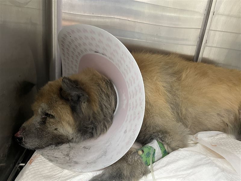 高雄市消防局特搜隊在光復災區救出受困老狗，隨即送往動物醫院接受治療。（圖／樂悠動物醫院授權提供）