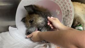 花蓮光復鄉狗狗受困。（圖／樂悠動物醫院授權提供）