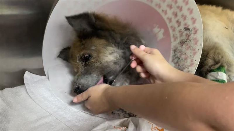 光復狗獲救排泥沙便！找到主人卻不能回家