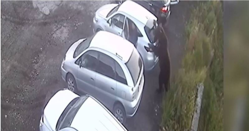 1名男子在千鈞一髮之際跳進車內，差點命喪熊口。（圖／翻攝自《太陽報》）