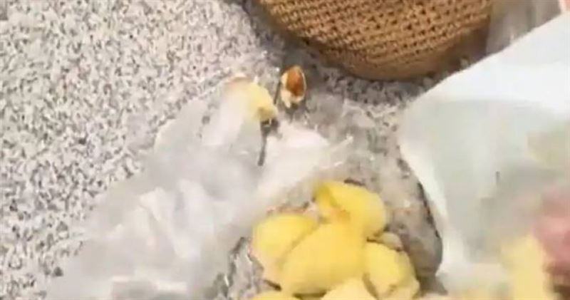 眼見登機在即，李先生與友人不捨丟棄，竟在機場角落於10分鐘內吞下約4公斤的榴槤。（圖／翻攝自微博）