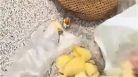 眼見登機在即，李先生與友人不捨丟棄，竟在機場角落於10分鐘內吞下約4公斤的榴槤。（圖／翻攝自微博）