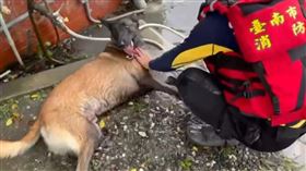 台南搜救犬躺地洗腳。（圖／取自Threads）