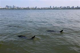 杭州西湖驚見鯊魚？能打撈落水手機、錢包（圖／微博）