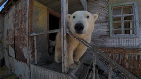 俄羅斯遙遠東北方的楚科奇自治區科柳欽島的荒廢極地研究站，已被北極熊佔據。（圖／路透社／達志影像）