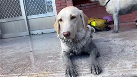 花蓮縣消防局特搜大隊搜救犬Hero與Fancy。（圖／翻攝畫面）