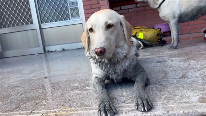 花蓮縣消防局特搜大隊搜救犬Hero與Fancy。（圖／翻攝畫面）