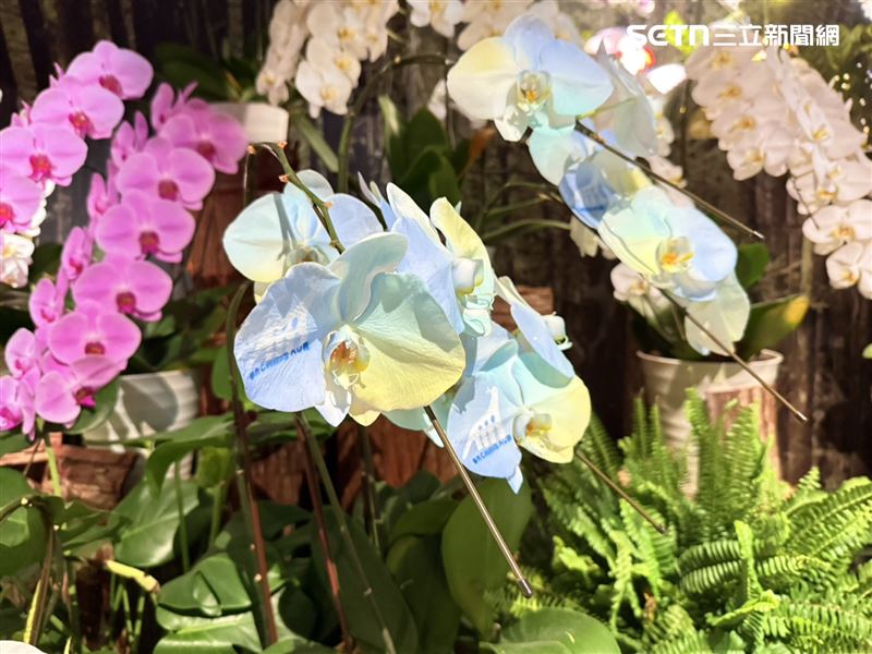 台灣以蘭花文明，本次展覽中也透過「蘭花奈米噴染技術」進行國際交流。（圖／記者李育道攝影）