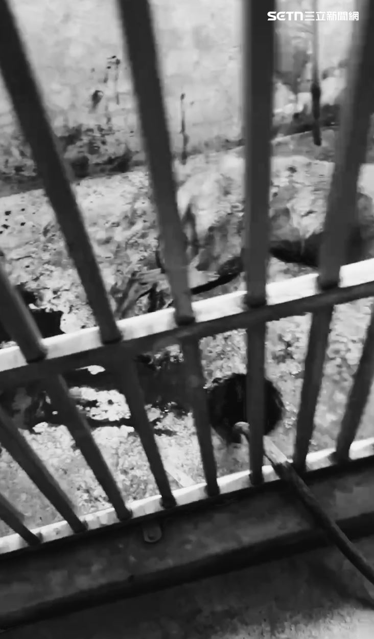 屏東縣崁頂鄉一間神壇飼養的愛犬，28日深夜慘遭人殘忍虐殺。（圖／飼主提供）