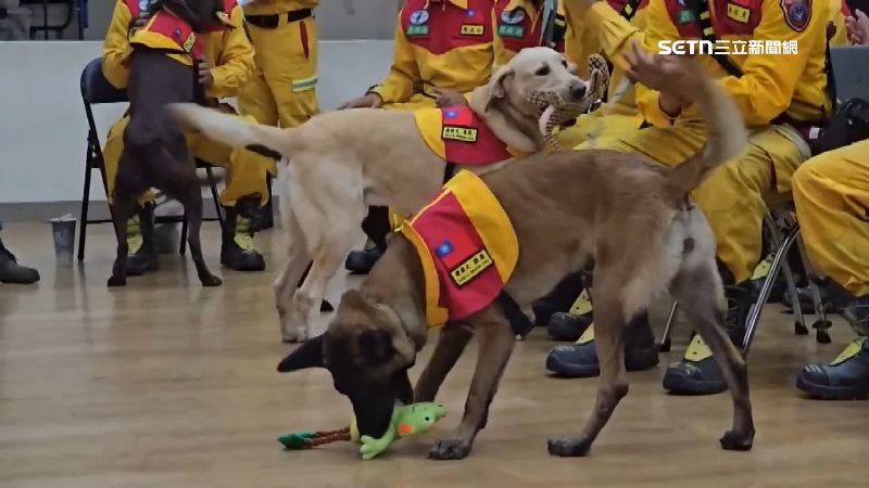 搜救犬收到慰勞禮物玩不停