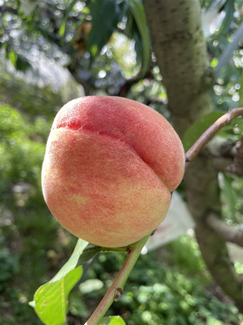 梨山水蜜桃採收期碰上連日大雨，產生大量次級品，和平區公所助行銷，讓次級品化身人氣商品。（圖／和平區公所提供）