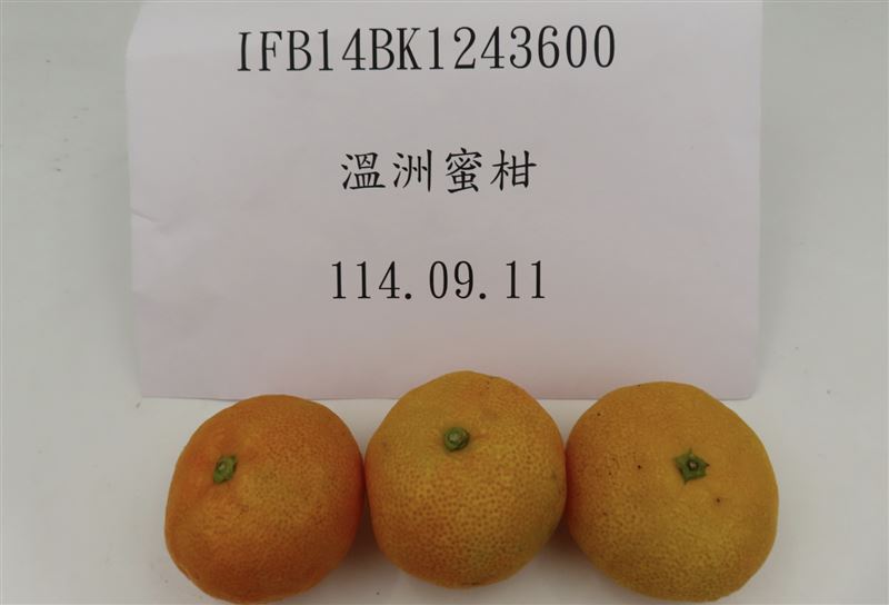 日本出口的「鮮蜜柑」被檢出農藥超標。（圖／食藥署提供）