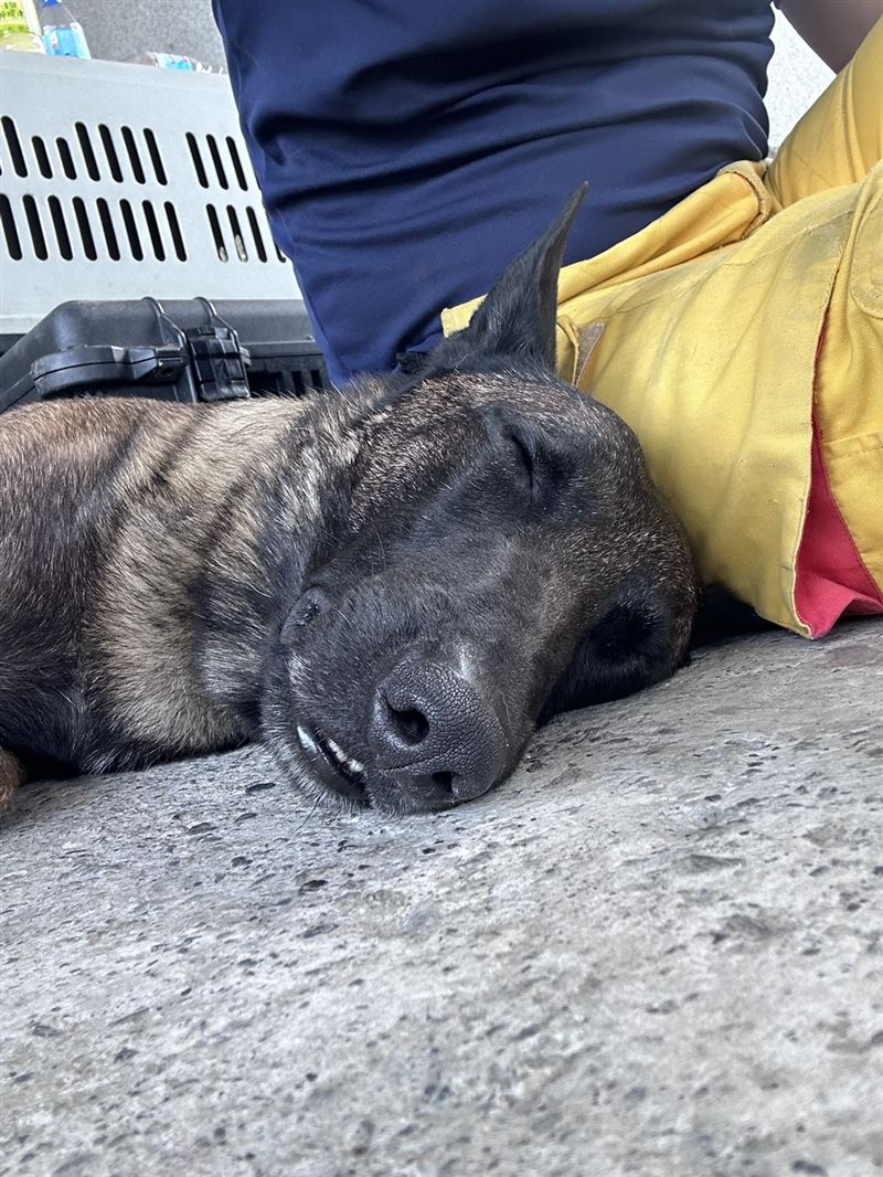 搜救犬DOTA支援花蓮任務結束後，隨同領犬員就地休息。（圖／消防局提供）