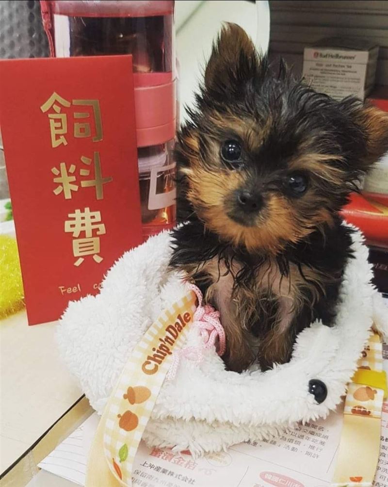 從隱形眼鏡的新聞可以看出毛小孩享有比人更精緻的待遇，背後正反映出台灣千億規模的寵物經濟熱潮。（圖／記者李宜樺攝影）