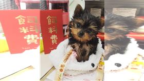  飼主砸3000元為狗戴隱形眼鏡為了好看？　醫生揭驚人醫療真相（圖／記者李宜樺攝影）