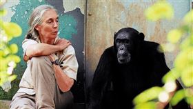 ▲珍古德擁抱黑猩猩震撼全世界，91歲再來台灣，她是為地球永續拼命的不老戰士。（圖／臺灣珍古德協會提供） 