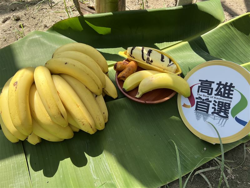 高雄香蕉價格回穩！高市農業局籲民眾多吃在地好蕉挺農友。（圖／高雄市政府提供）