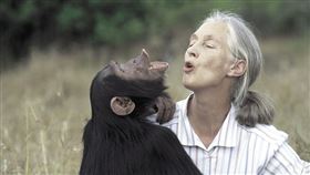  珍古德91歲過世！她6月才來臺灣演講，開場說受泰山小說啟發愛上非洲，笑怨泰山娶錯珍引爆萬人大笑。（圖／臺灣珍古德協會提供 Photo FOR Michael Neugebauer）