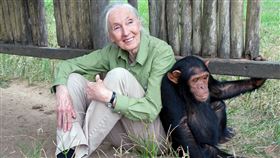 珍古德傳奇的一生都奉獻給黑猩猩研究。（圖／翻攝自X平台 @Phil_Lewis_）