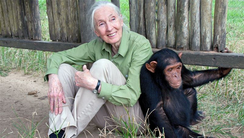 珍古德20多歲加入研究　打破黑猩猩兩迷思