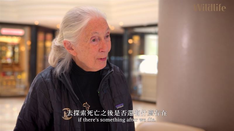 珍古德2025年６月曾告訴三立主播白心儀下一段旅程：死亡。如今她已「啟程出發」，全球不捨落淚。（圖／翻攝自三立SET Wildlife《來自珍古德的一封信》專題）