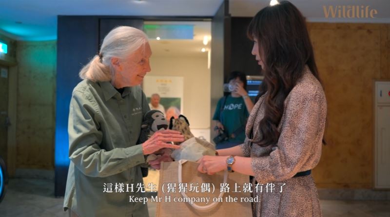 珍古德2025年６月曾告訴三立主播白心儀下一段旅程：死亡。如今她已「啟程出發」，全球不捨落淚。（圖／翻攝自三立SET Wildlife《來自珍古德的一封信》專題）