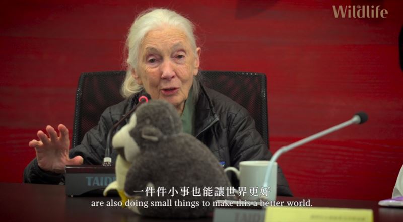 珍古德2025年６月曾告訴三立主播白心儀下一段旅程：死亡。如今她已「啟程出發」，全球不捨落淚。（圖／翻攝自三立SET Wildlife《來自珍古德的一封信》專題）